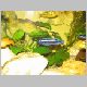 Melanochromis cyaneorhabdos(Halak 003).jpg